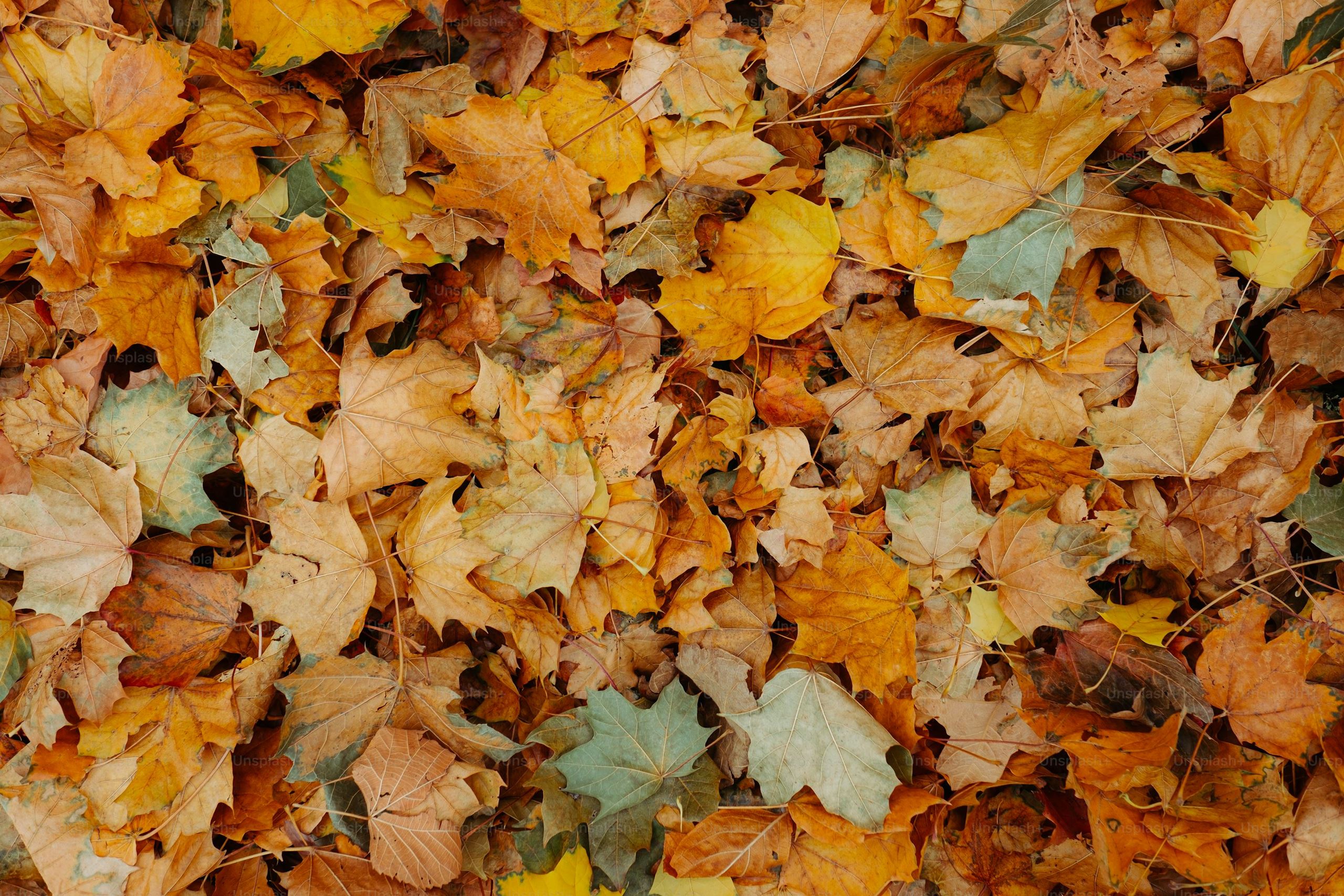 leaves