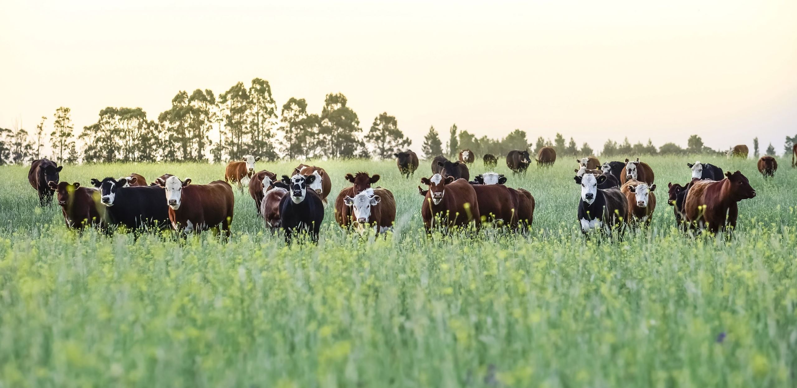 Cattle grazing in a field