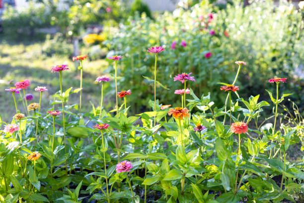 zinnia
