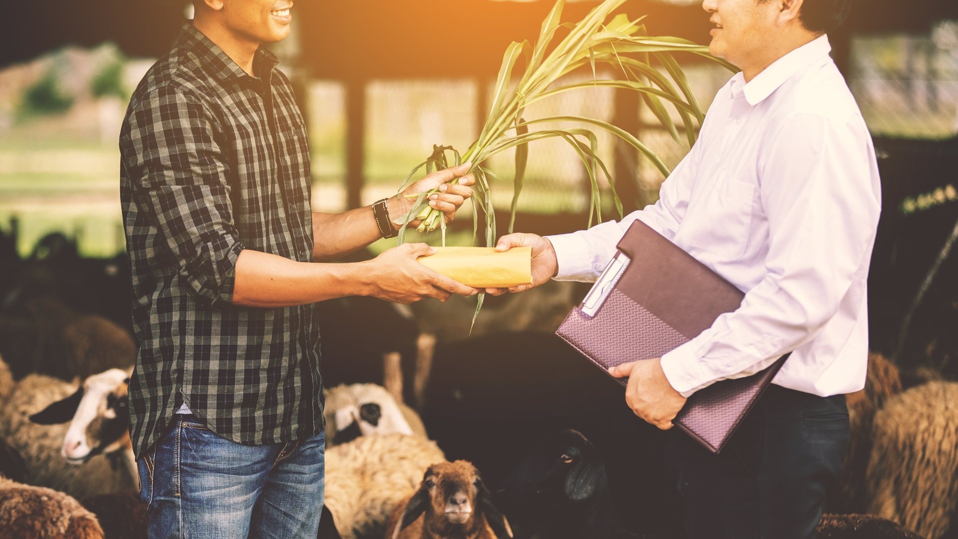 Farmers shaking hands