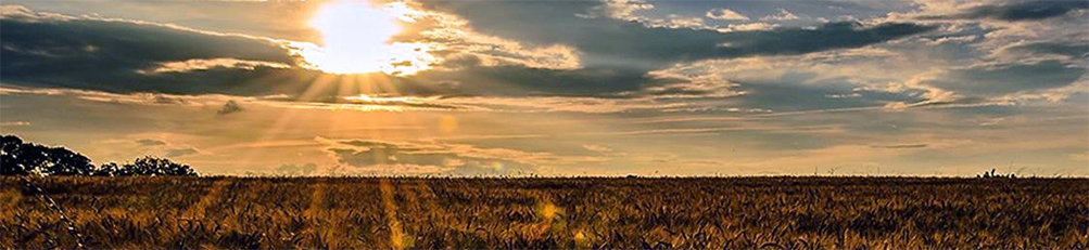 picture of wheat crop fields